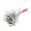 Tillandsia 'Carmen Gem’ Air Plant