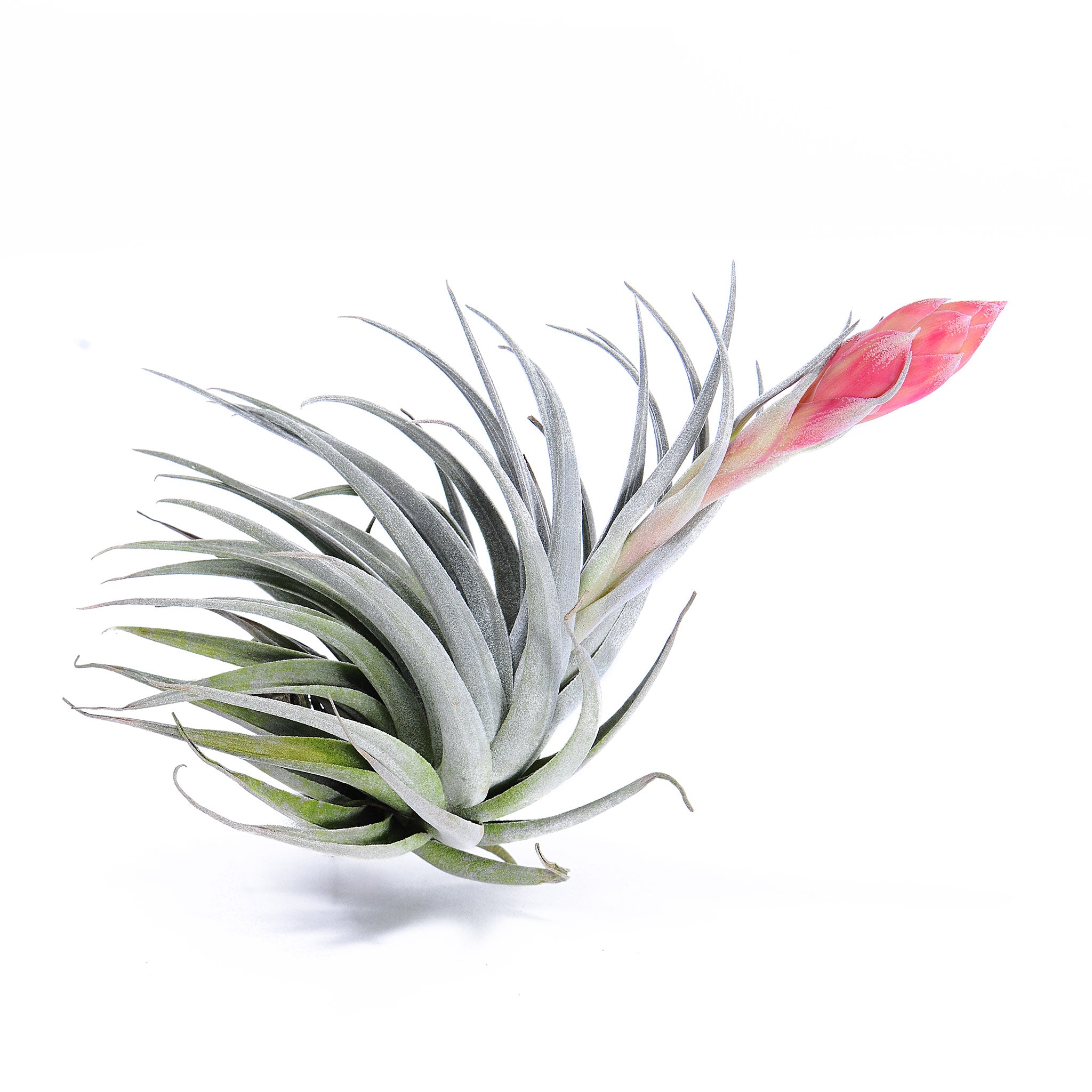 Tillandsia 'Carmen Gem’ Air Plant