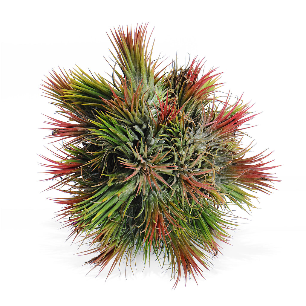 Tillandsia ionantha ‘Fuego Red’ Air Plant