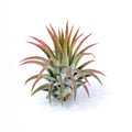 Tillandsia ionantha BRT100