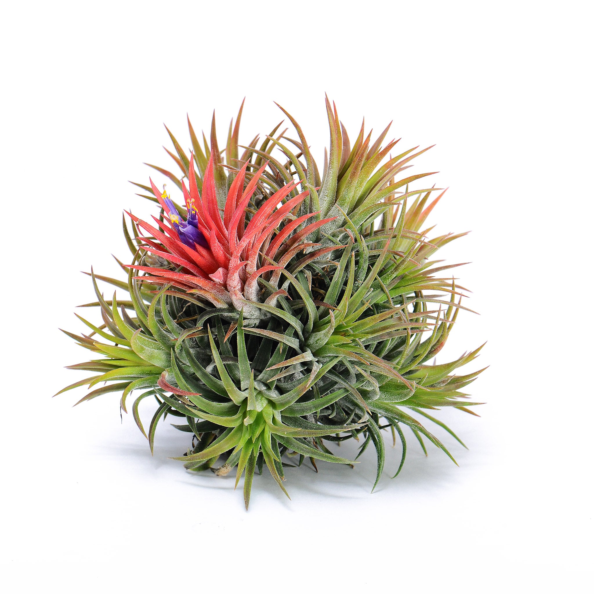 Tillandsia ionantha BRT100