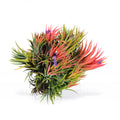 Tillandsia ionantha 'BOE714'