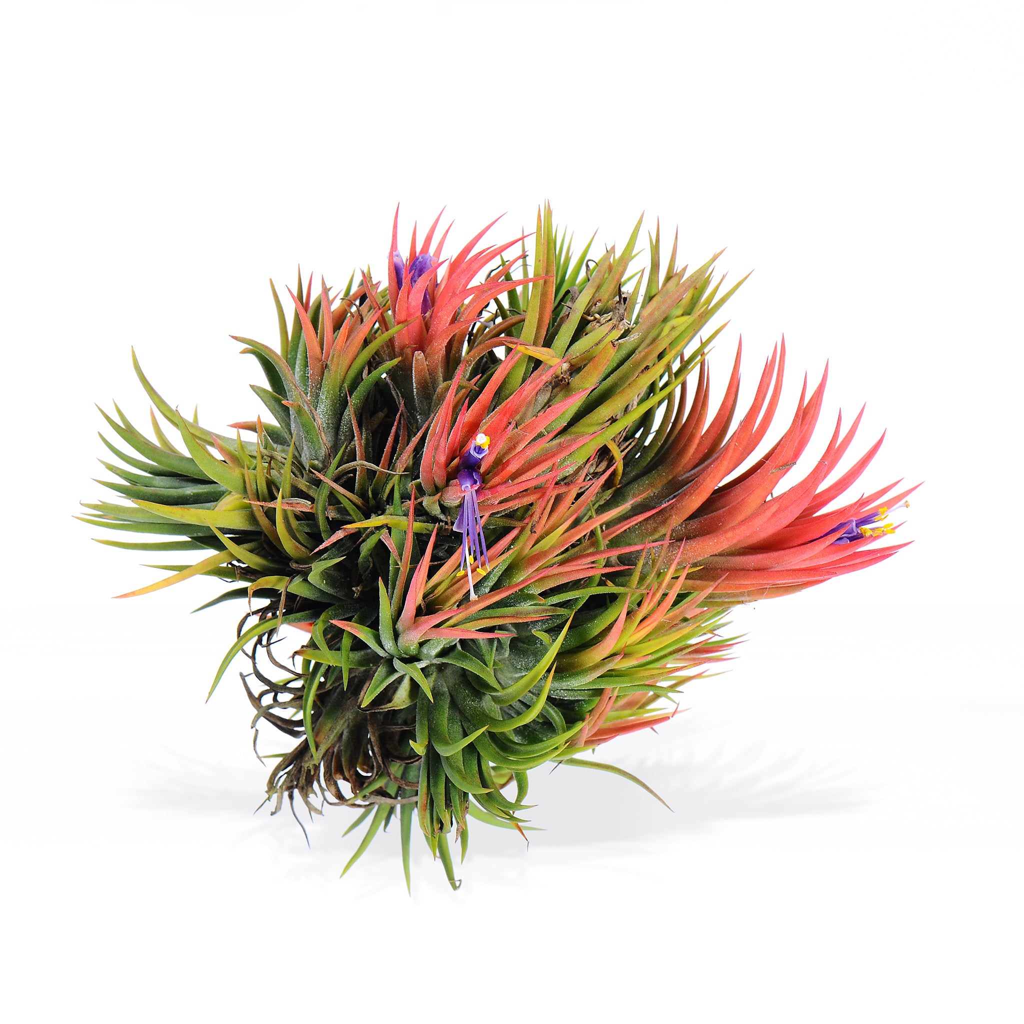 Tillandsia ionantha 'BOE714'