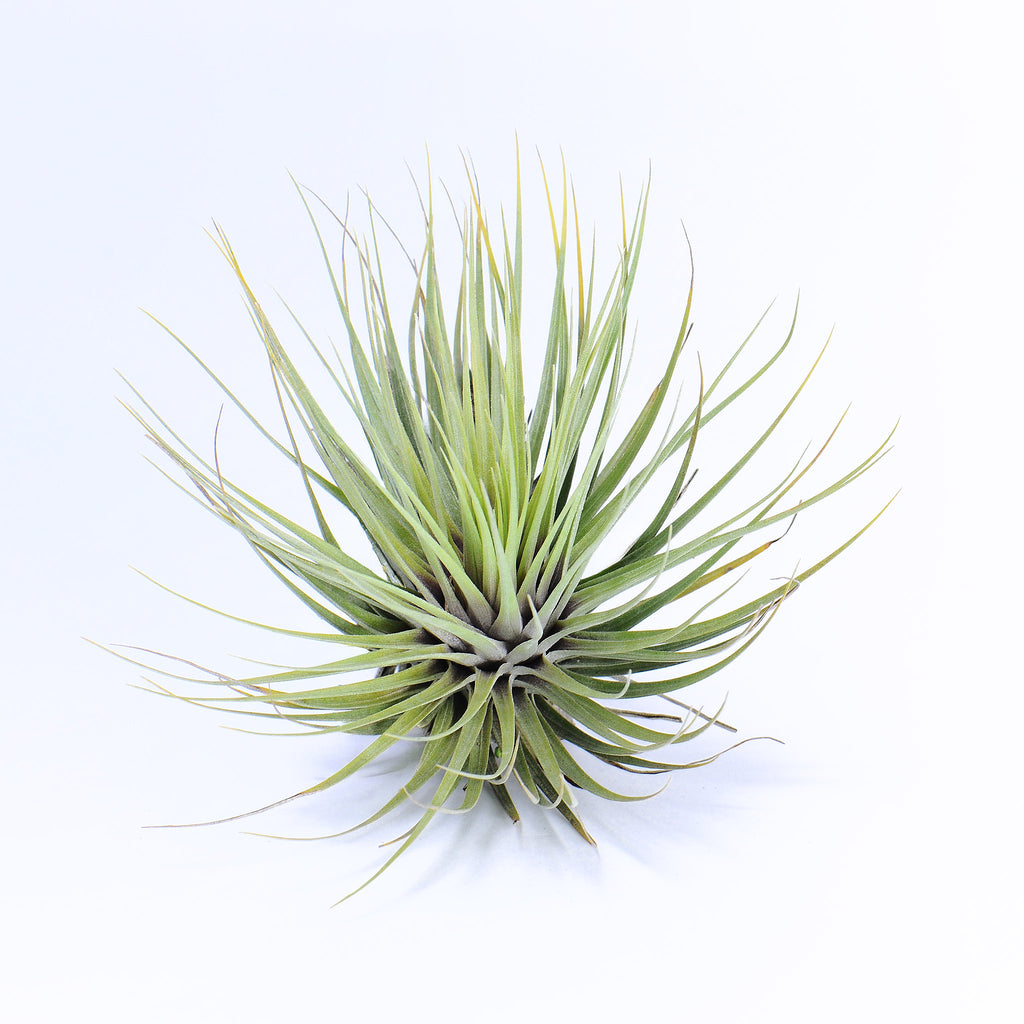 Tillandsia Millennium Air Plant