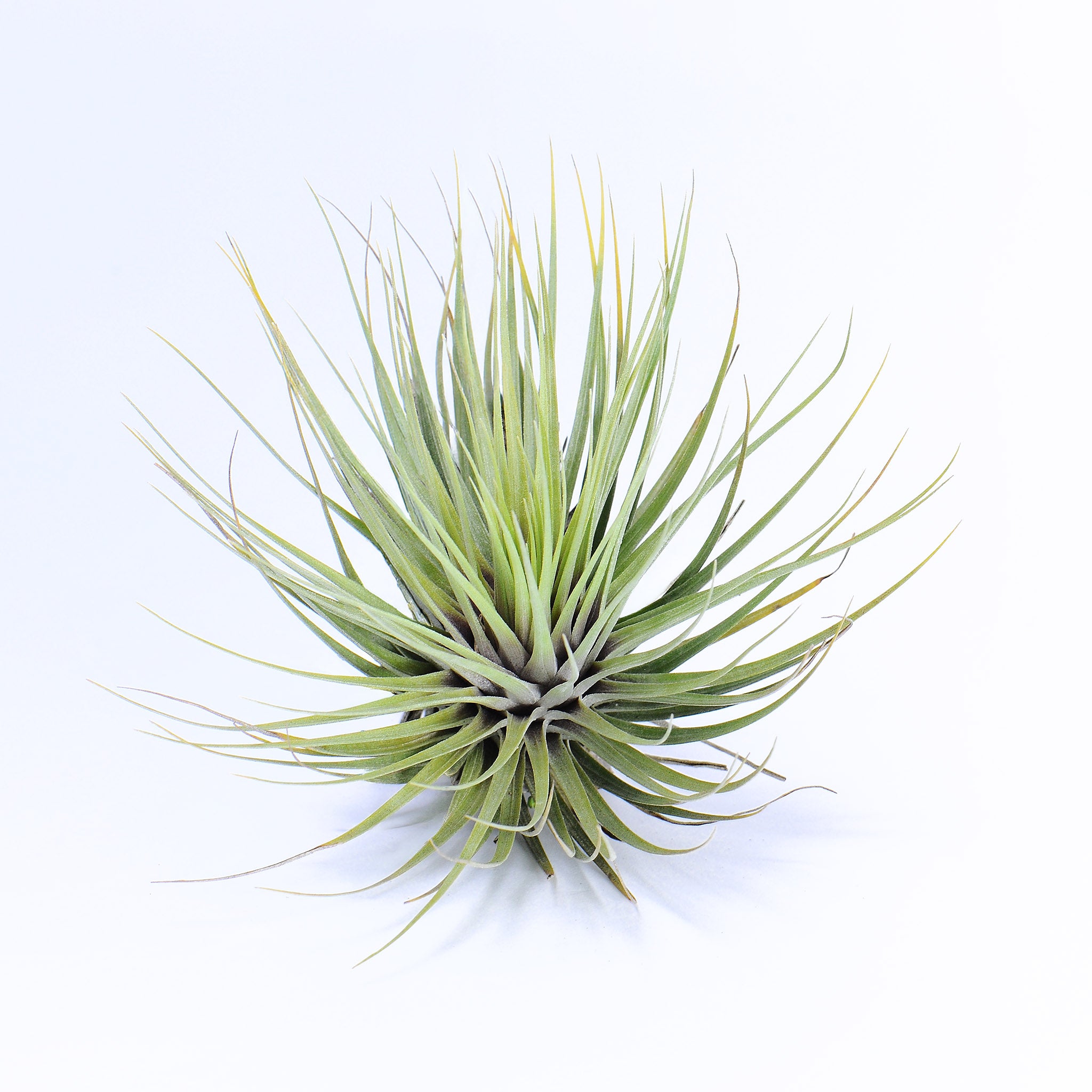 Tillandsia Millennium Air Plant