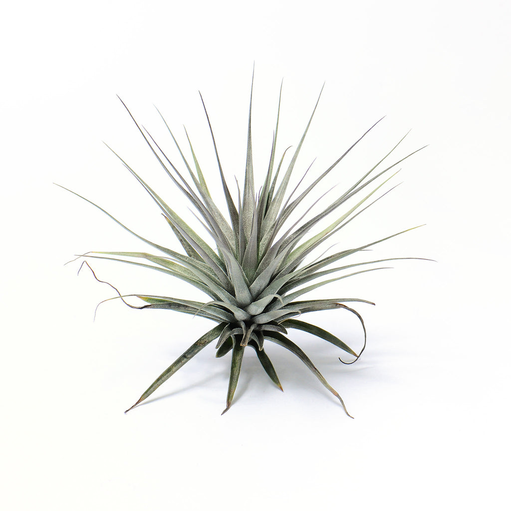 Tillandsia stricta Nivea Air Plant