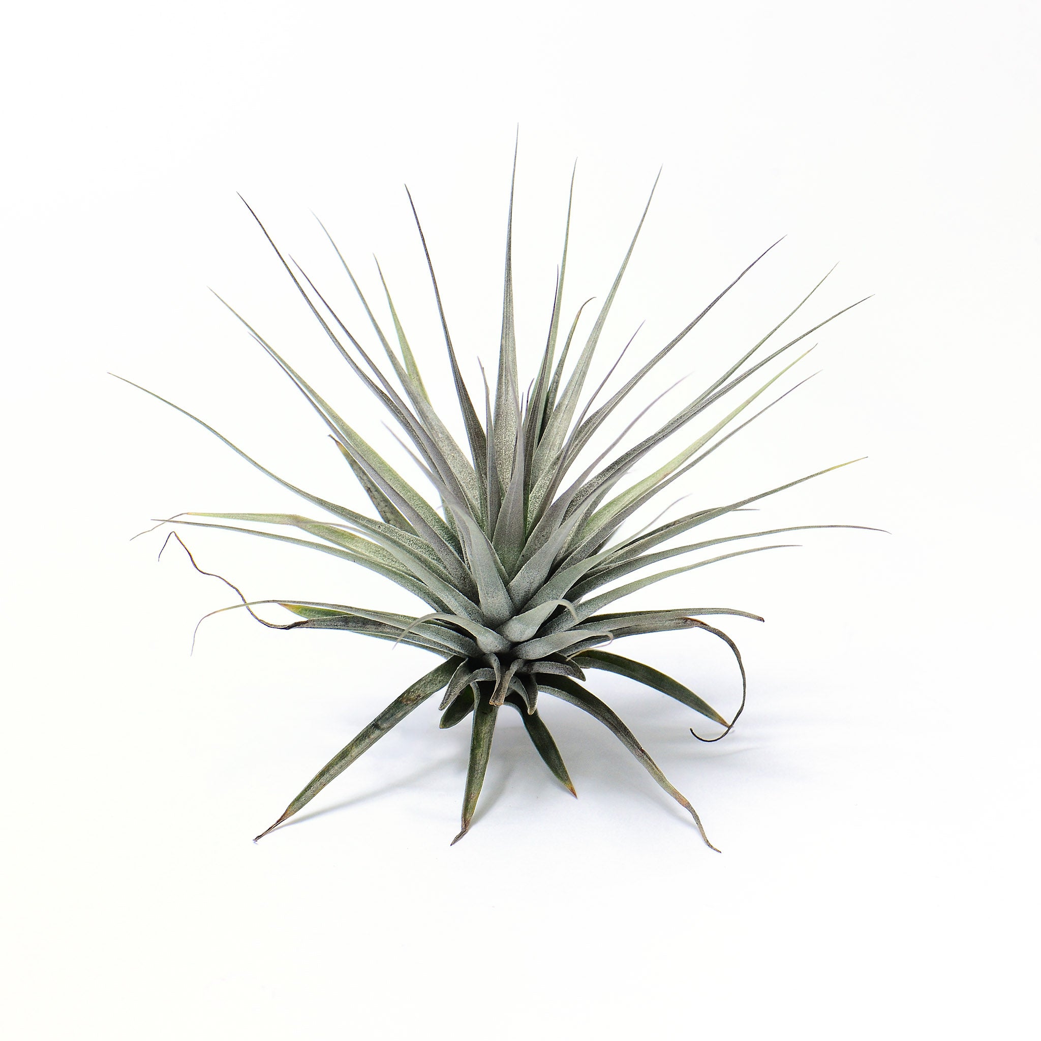 Tillandsia stricta Nivea Air Plant