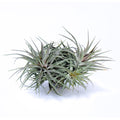 Tillandsia 'Rosy Gem' Air Plant
