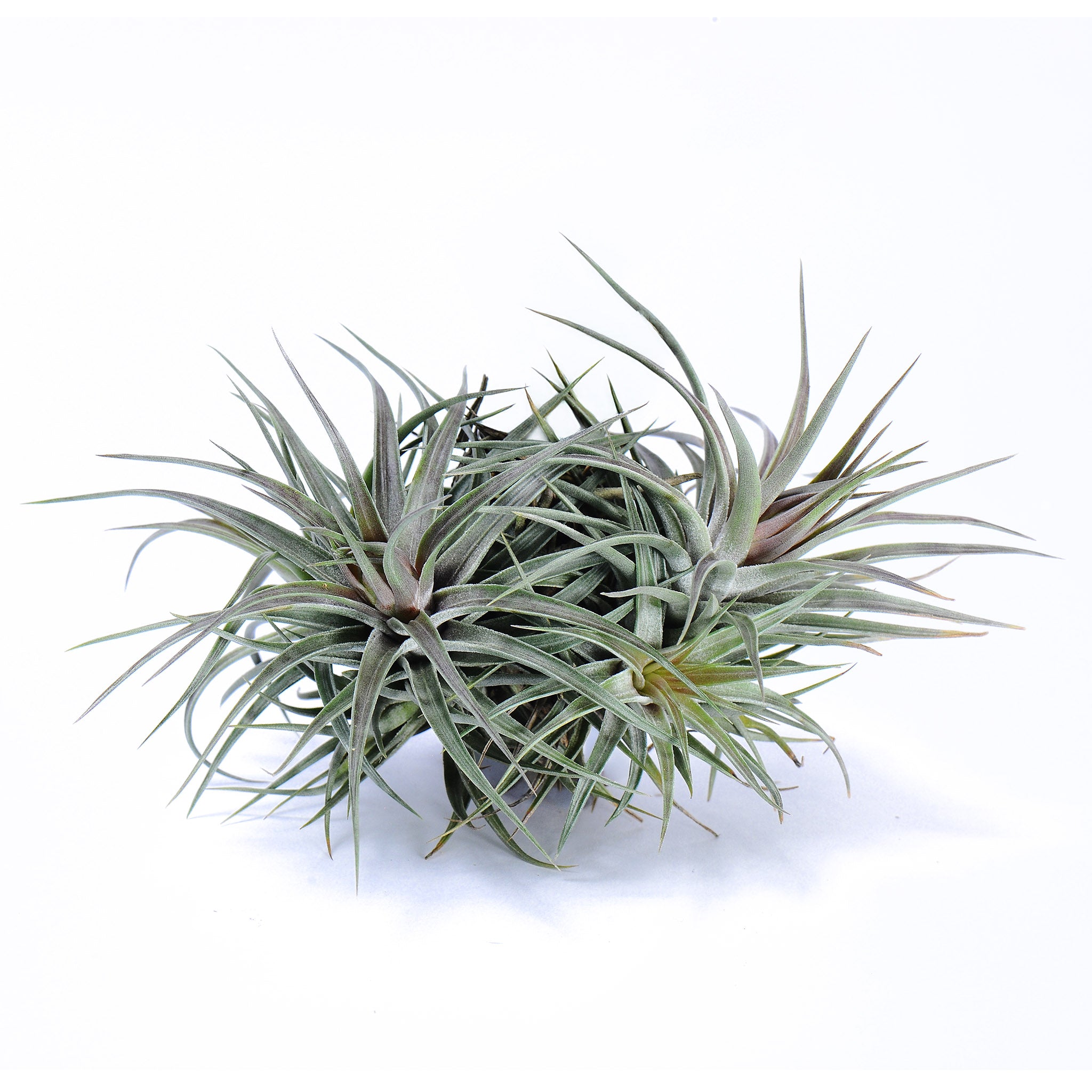 Tillandsia 'Rosy Gem' Air Plant
