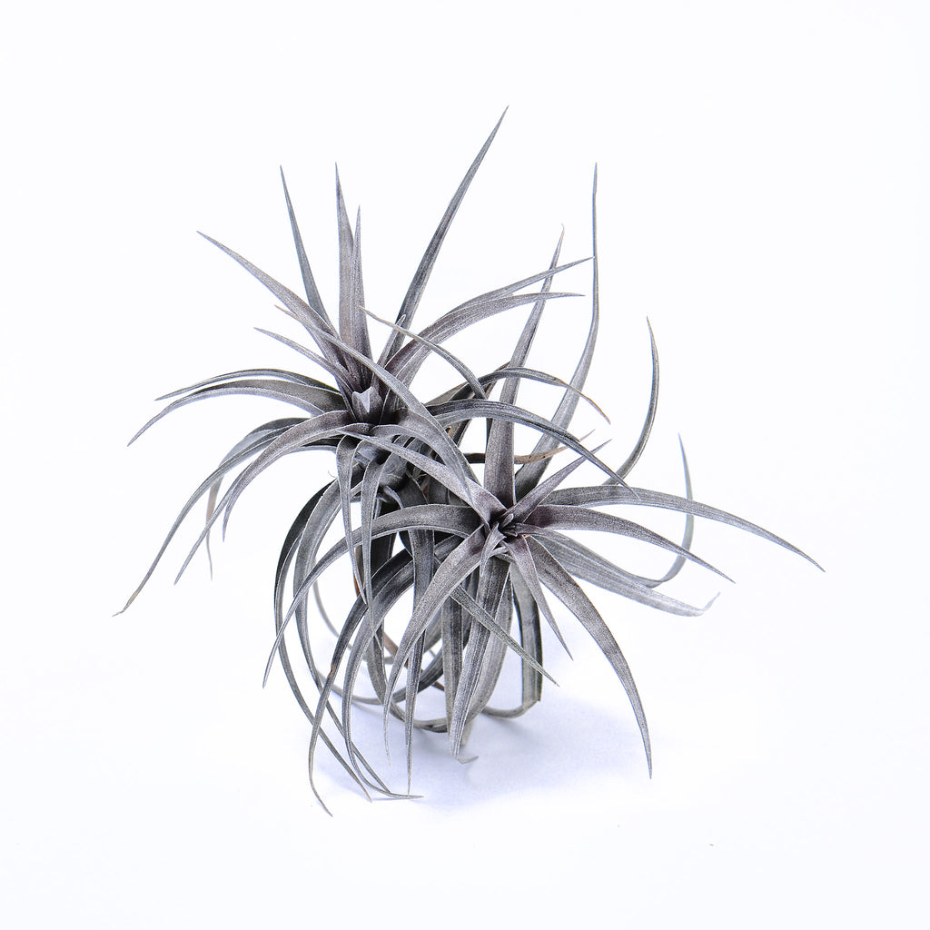 Tillandsia aeranthos Purple Leaf Air Plant