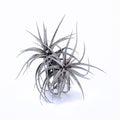 Tillandsia aeranthos Purple Leaf Air Plant