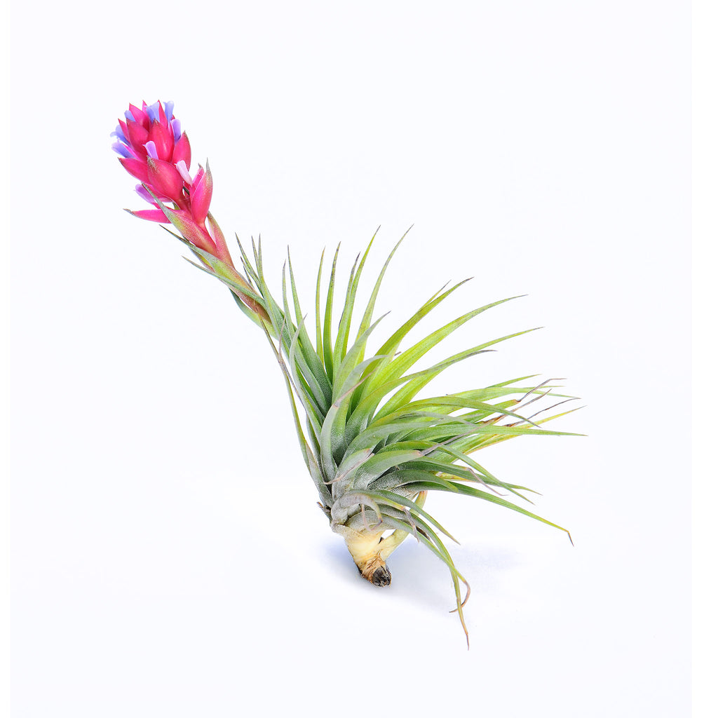 Tillandsia small stricta stiff
