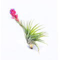 Tillandsia small stricta stiff