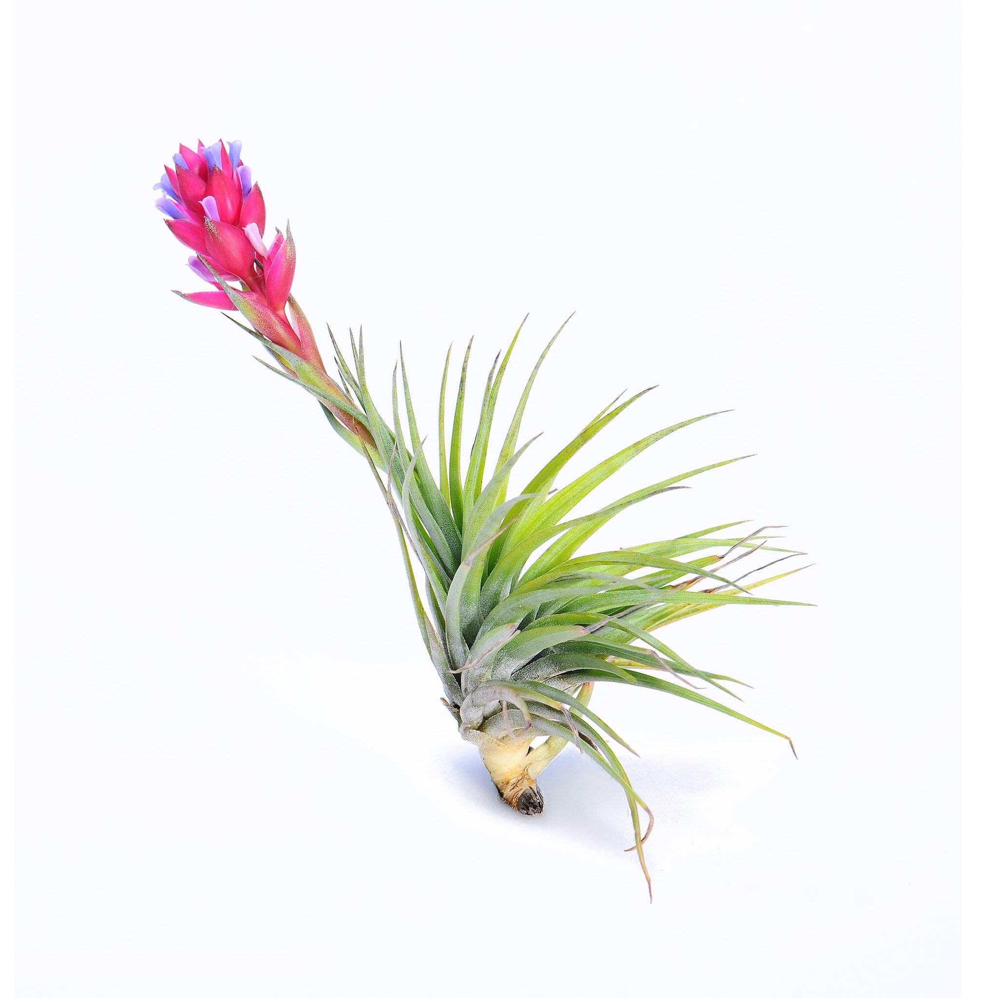 Tillandsia small stricta stiff