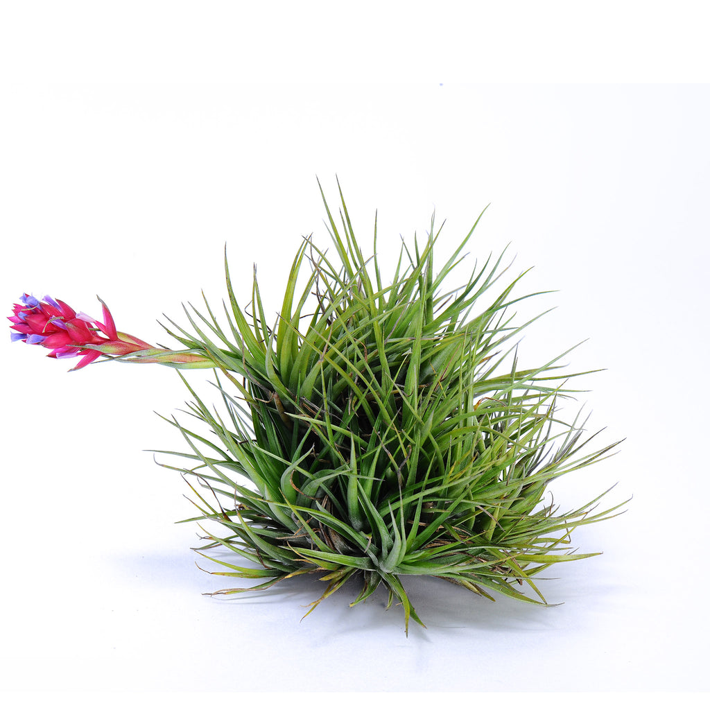 Tillandsia small stricta stiff
