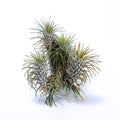 Tillandsia funckiana var recurvifolia