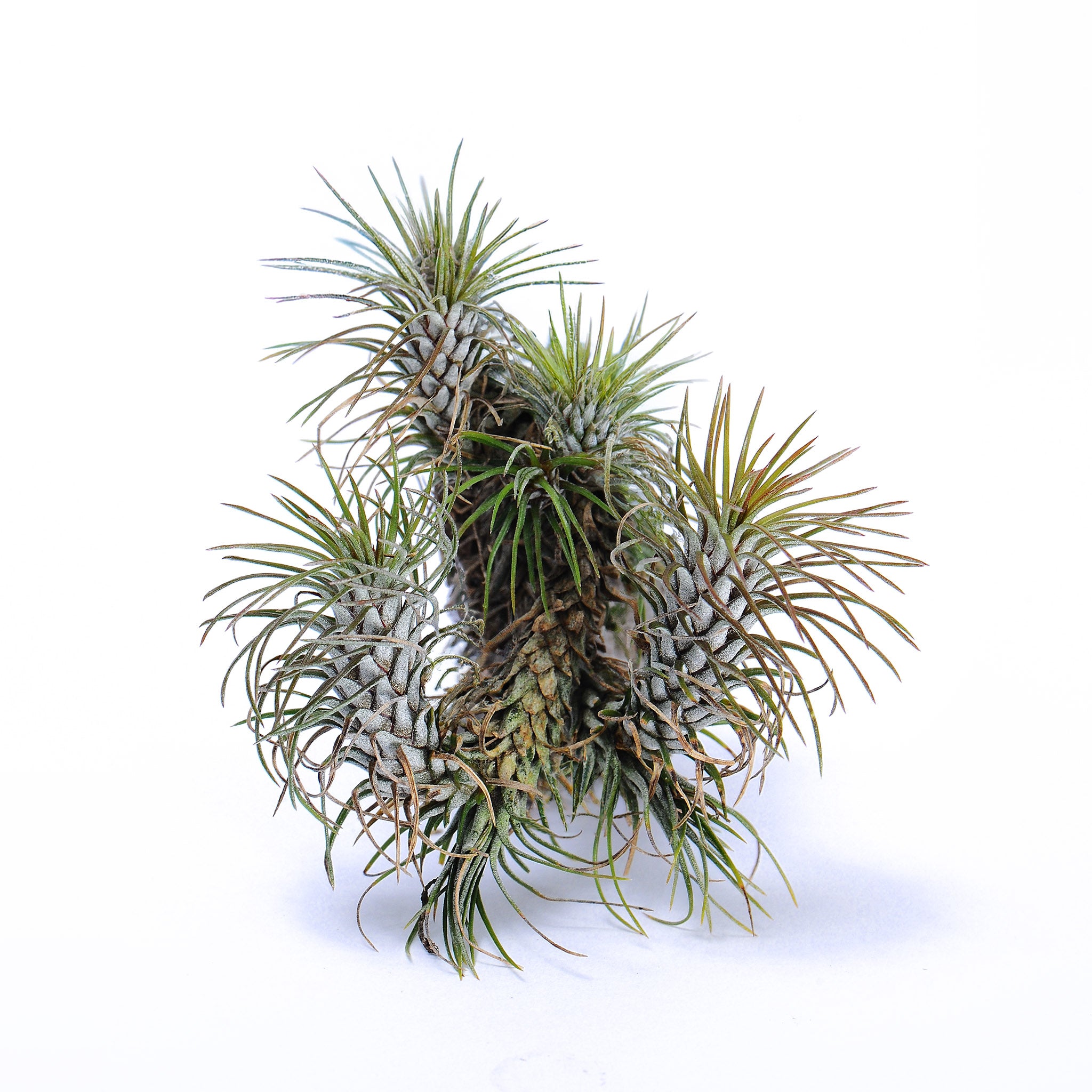 Tillandsia funckiana var recurvifolia