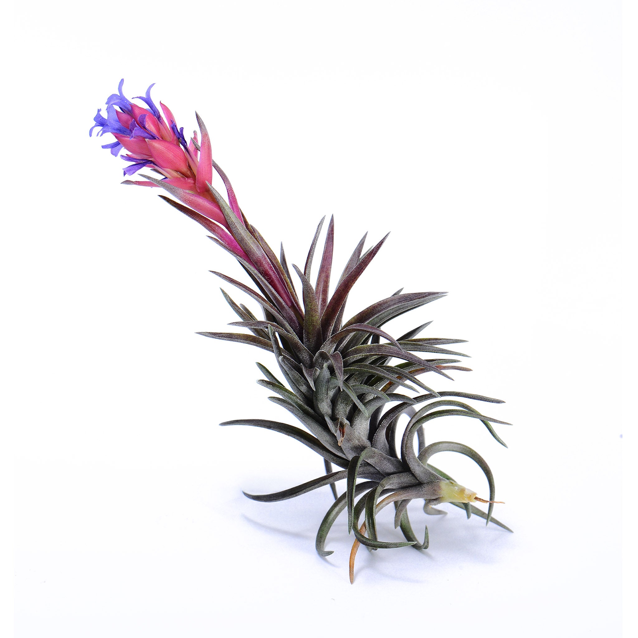 Tillandsia neglecta red