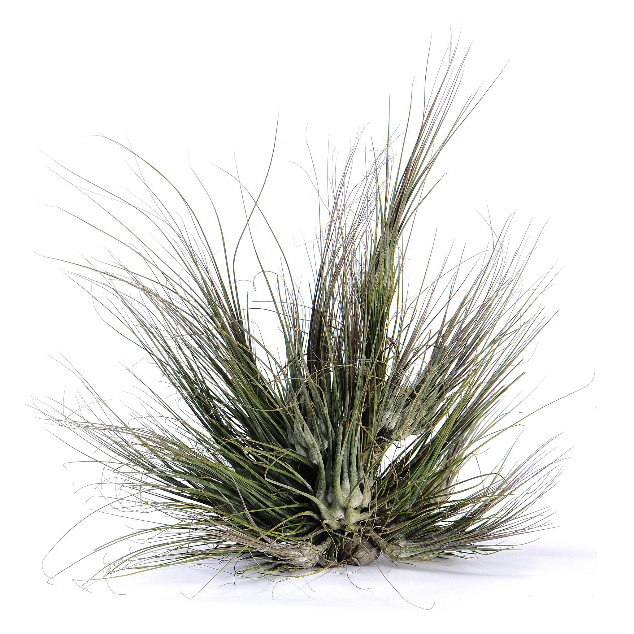 Tillandsia disticha 'Major' ex. OM (Fragrant) Air Plant