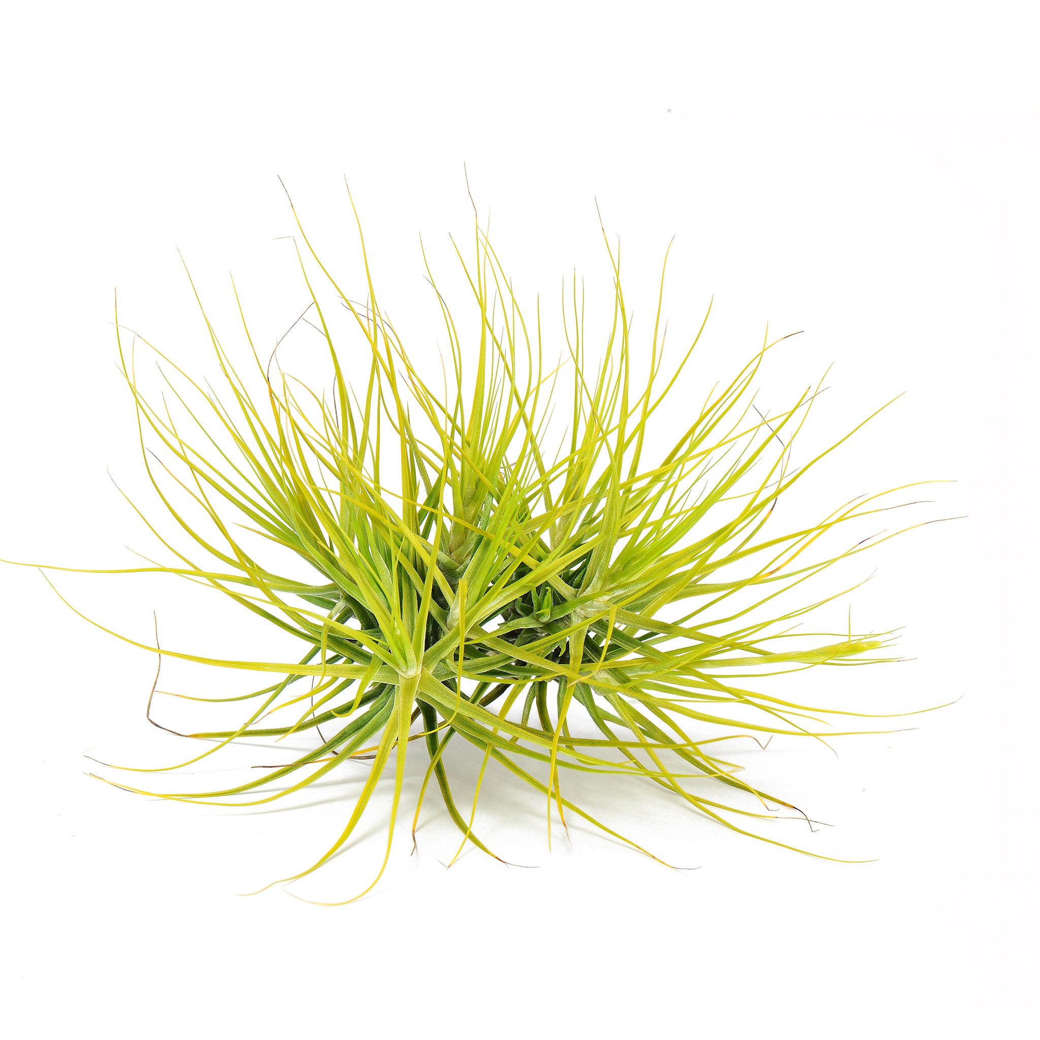 Tillandsia A Little Shy Air Plant