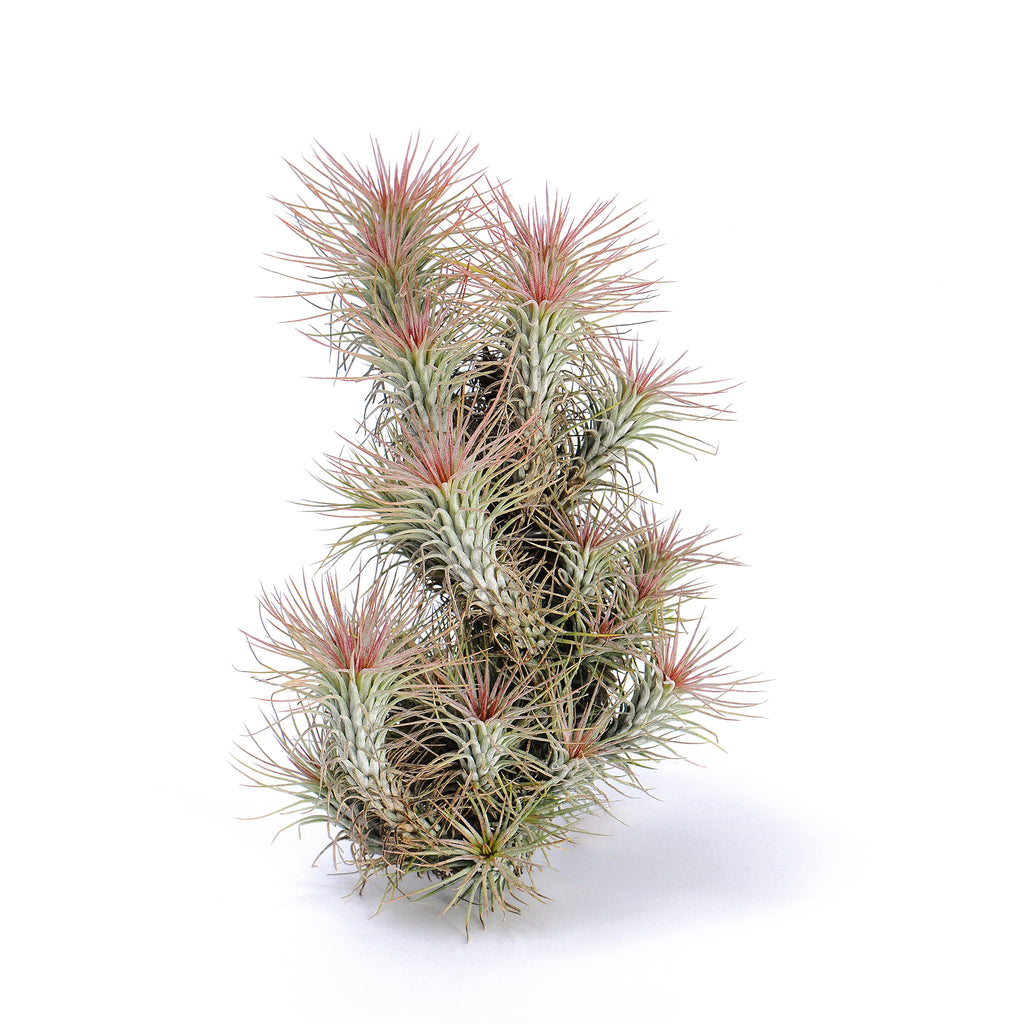 Tillandsia funckiana Air Plant