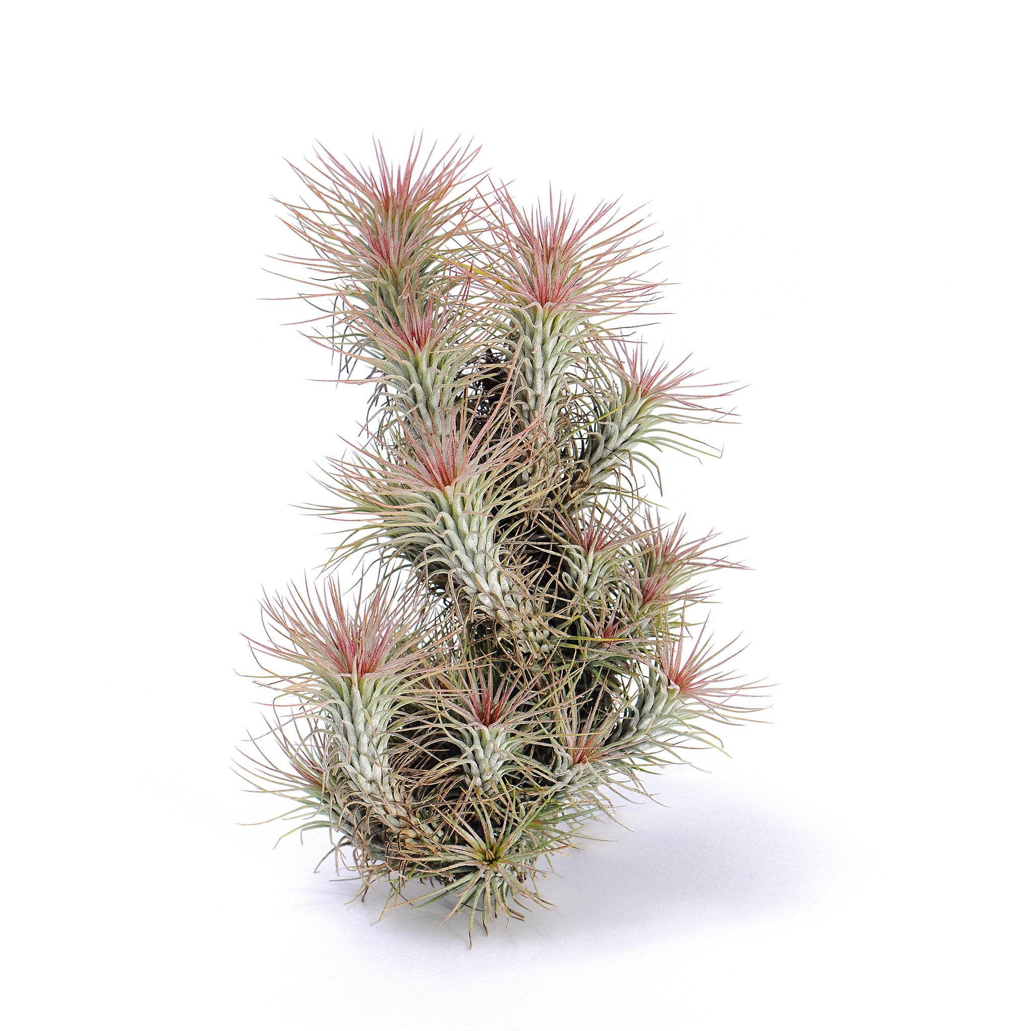 Tillandsia funckiana Air Plant