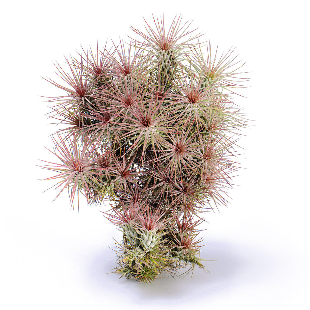 Tillandsia funckiana Air Plant