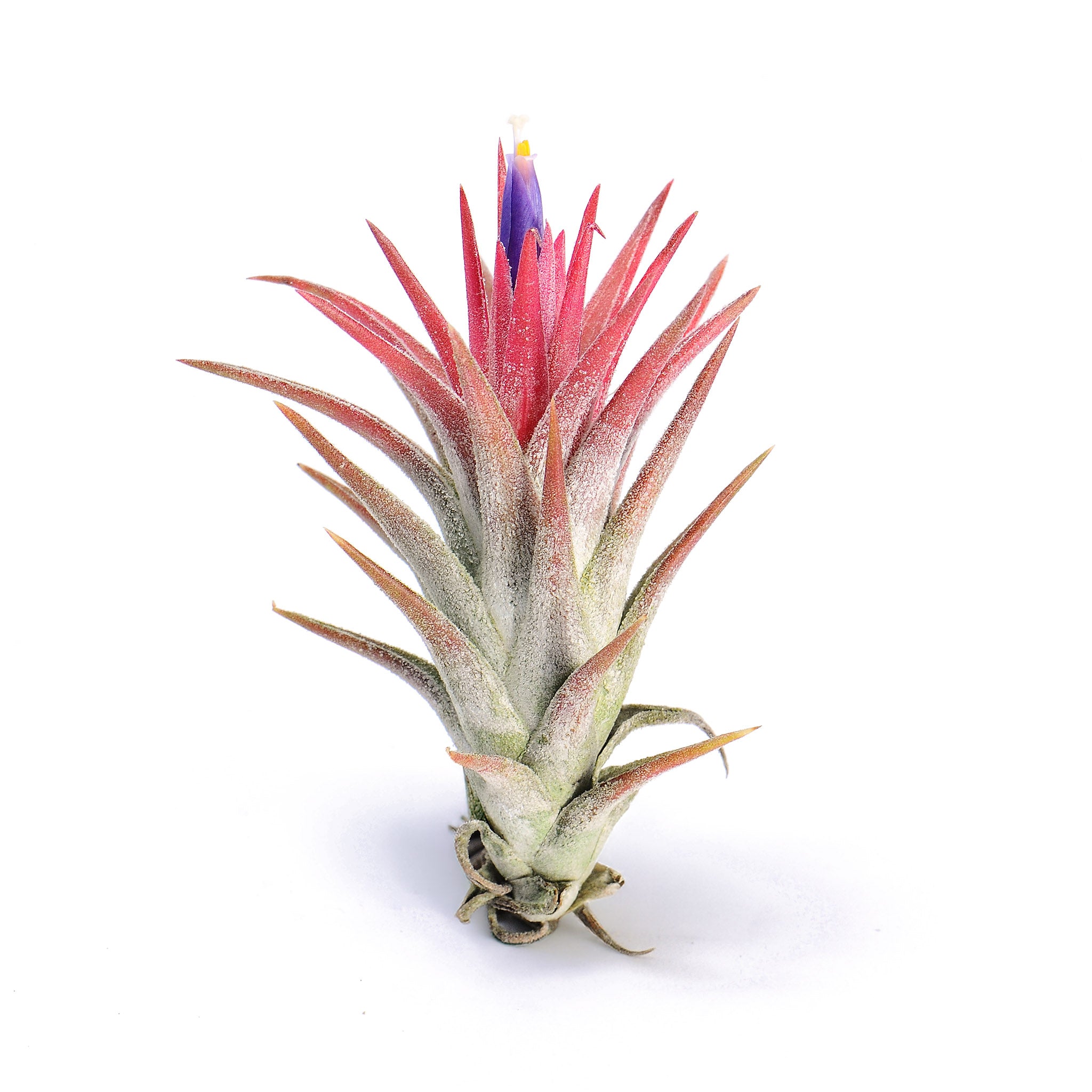 Tillandsia vanhyningii ex. CC Air Plant