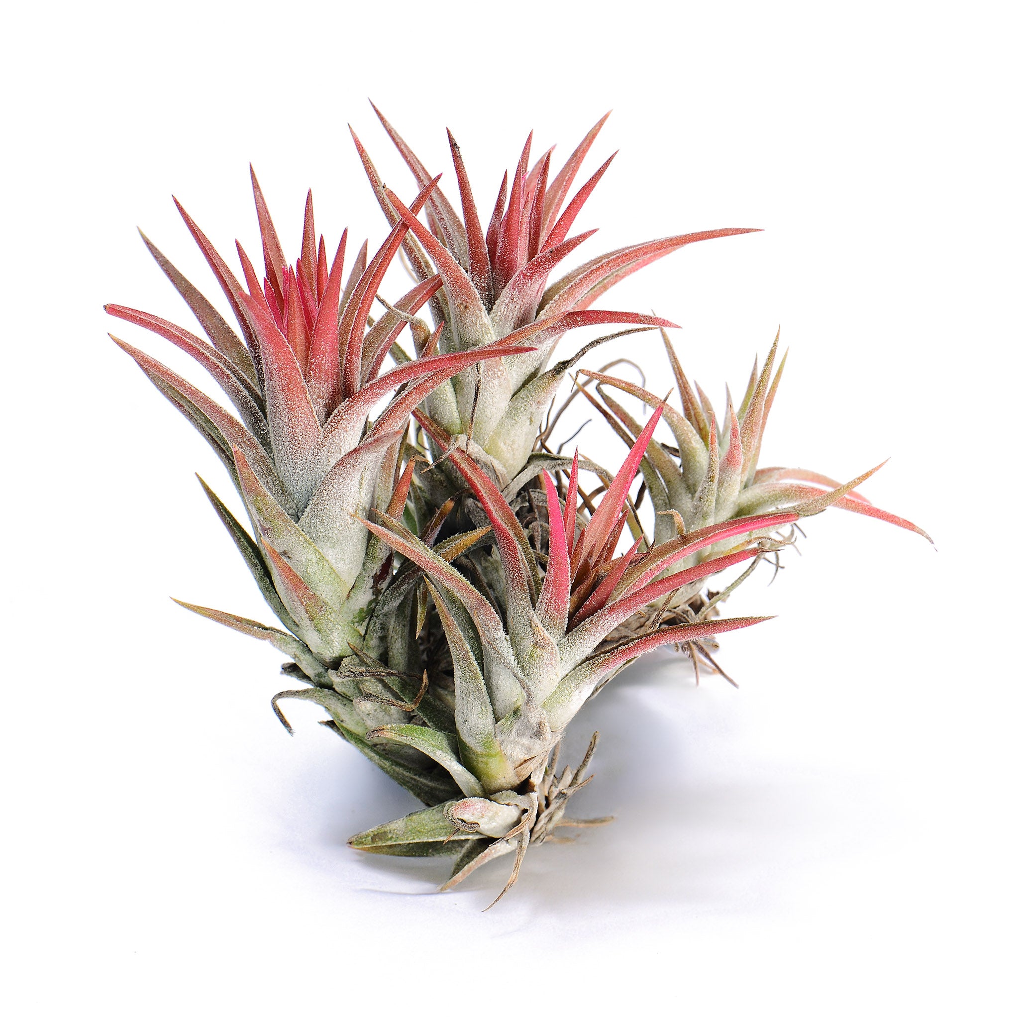 Tillandsia vanhyningii ex. CC Air Plant