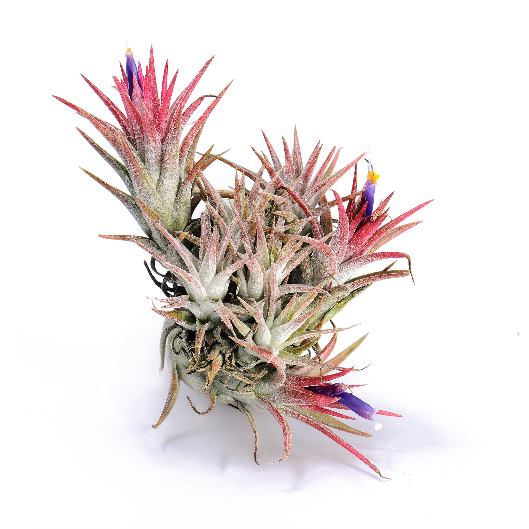 Tillandsia vanhyningii ex. CC Air Plant
