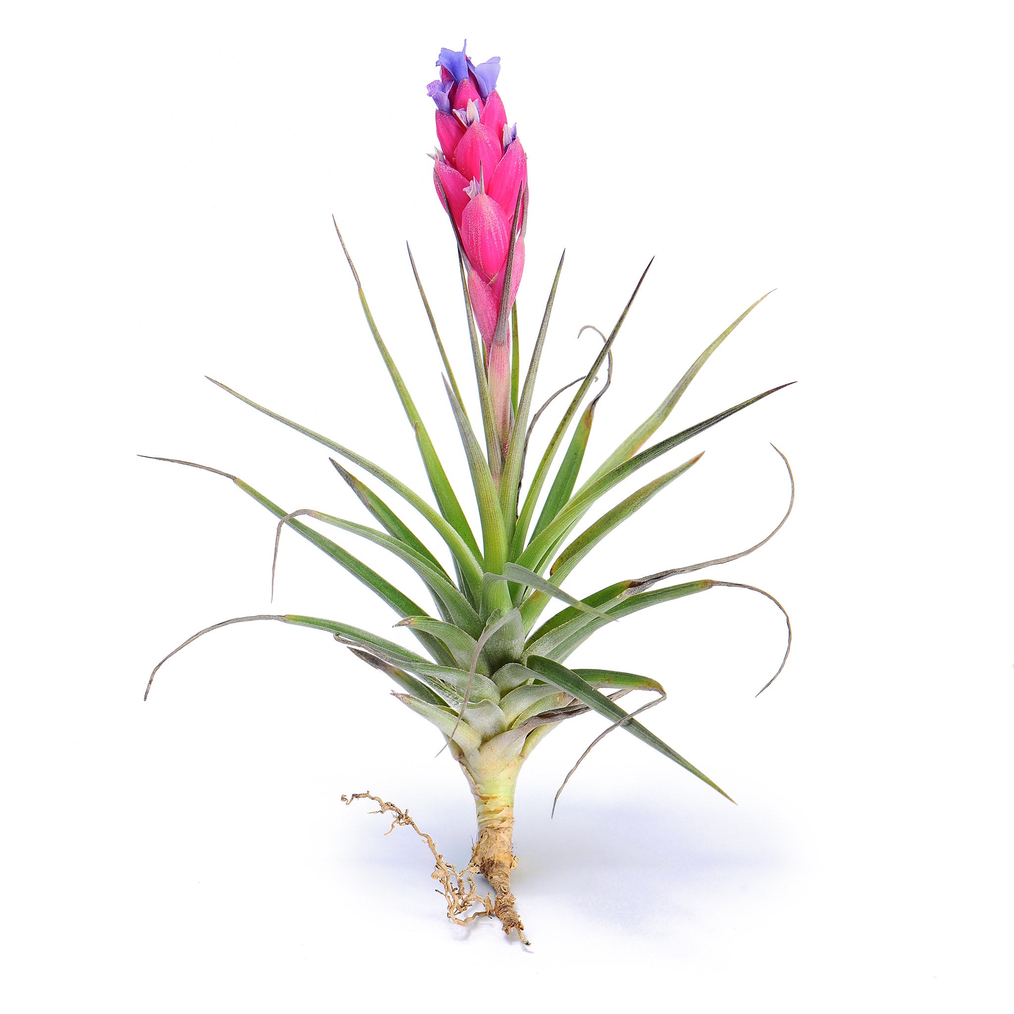 Tillandsia aeranthos Air Plant