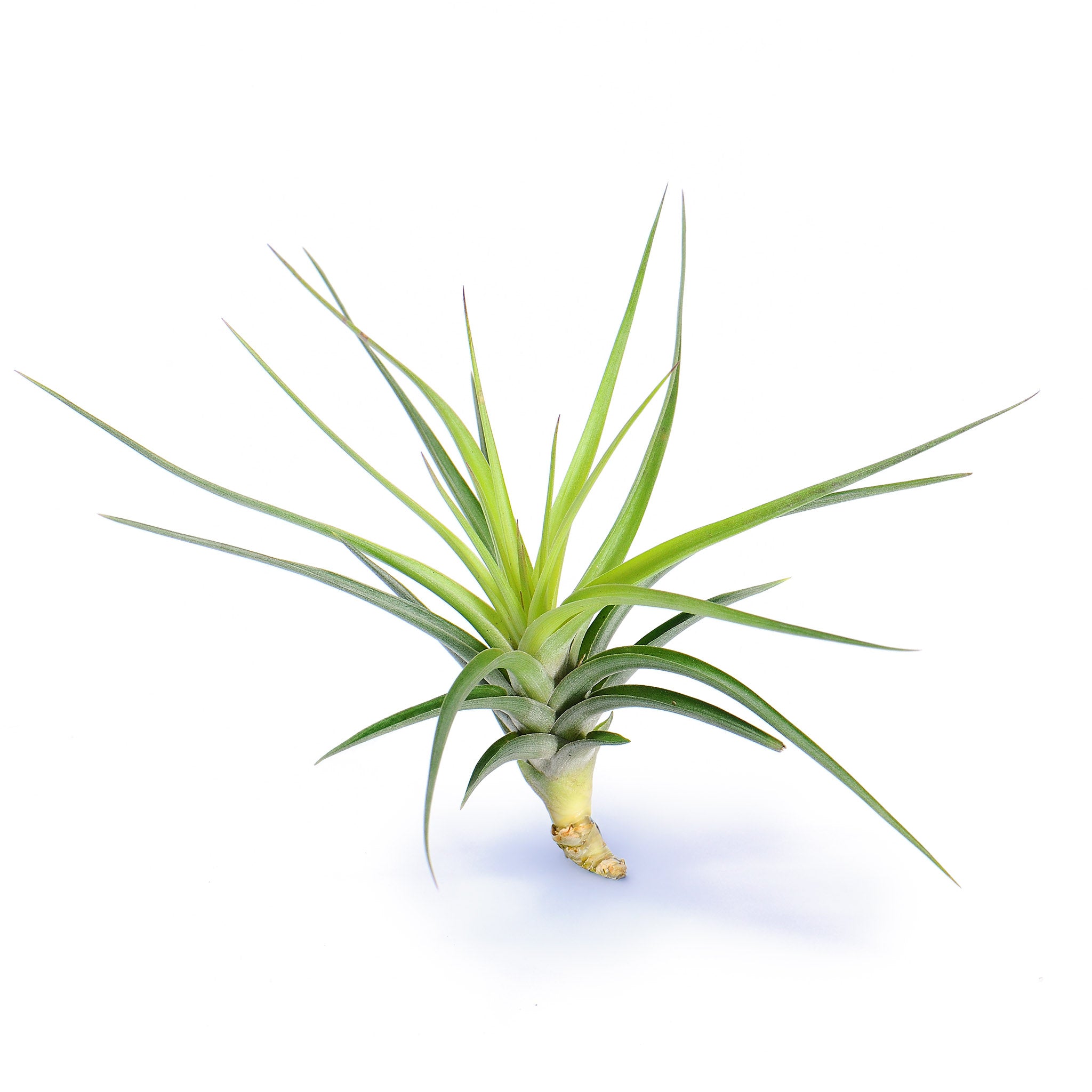 Tillandsia aeranthos Air Plant