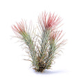 Tillandsia funckiana ‘Red Upright’ ex. BD Air Plant