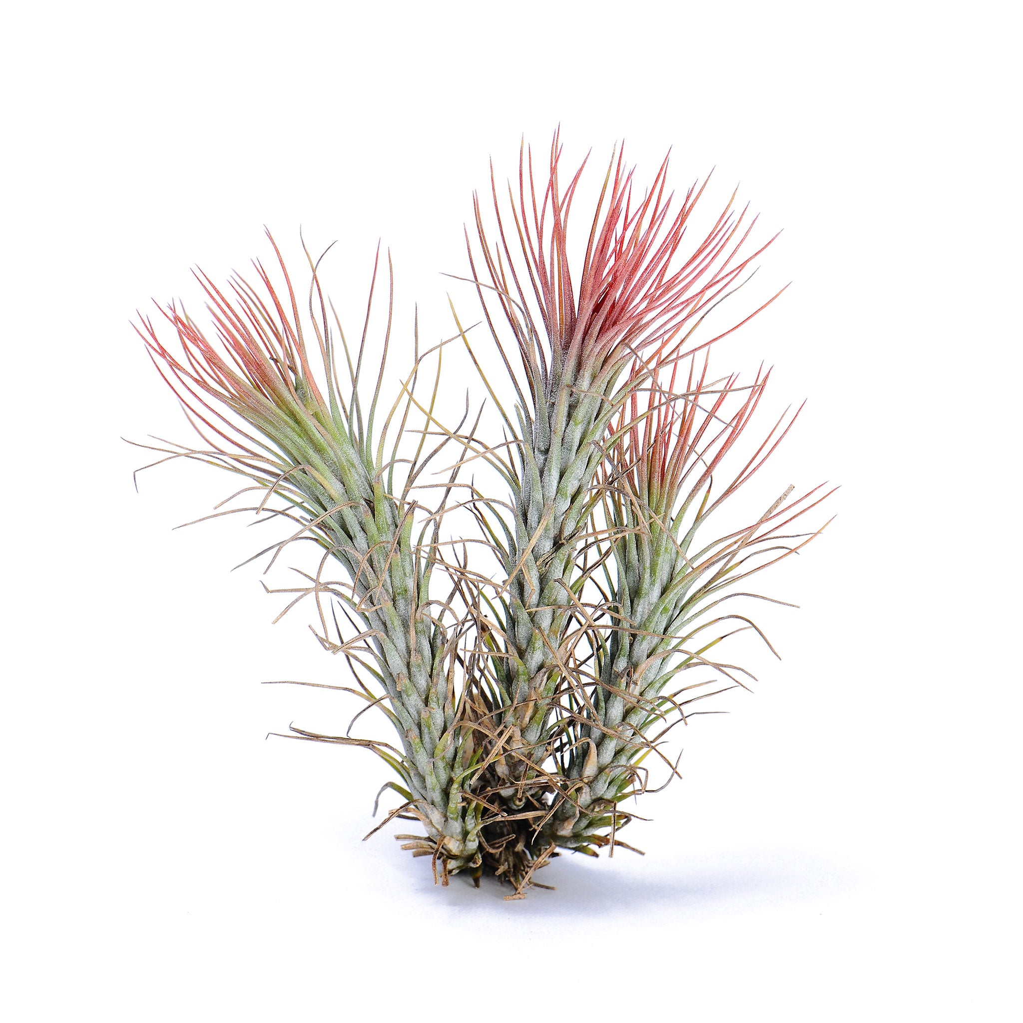 Tillandsia funckiana ‘Red Upright’ ex. BD Air Plant