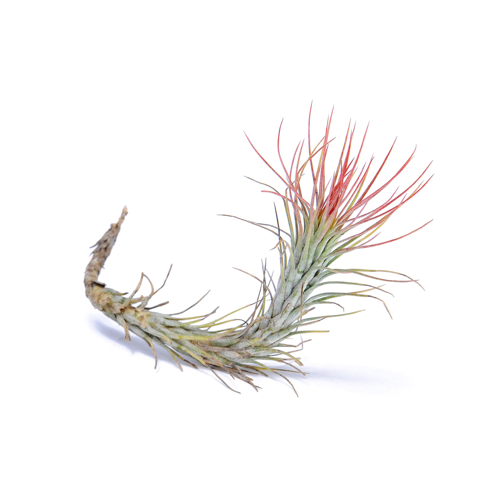 Tillandsia funckiana ‘Red Upright’ ex. BD Air Plant