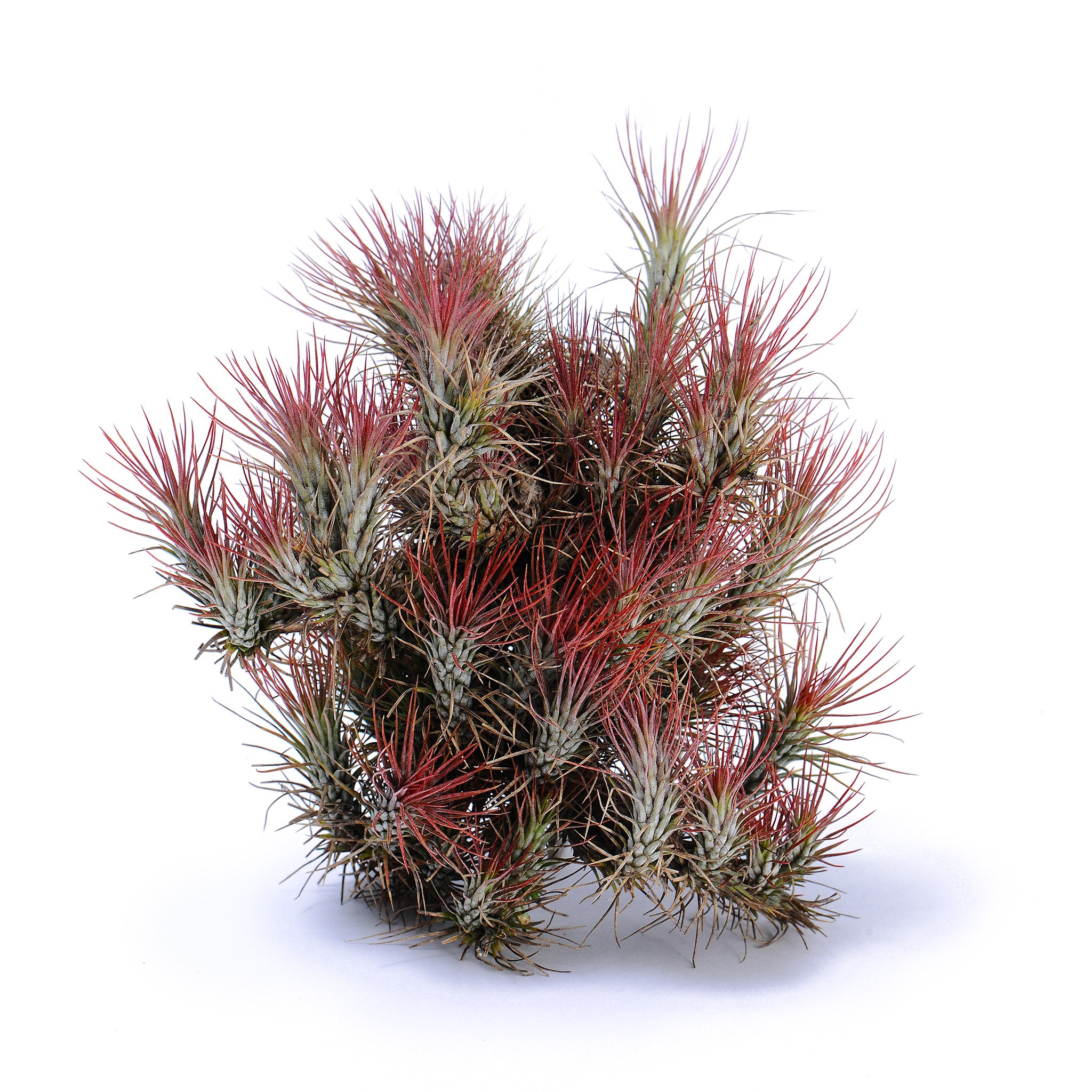 Tillandsia funckiana ‘Red Upright’ ex. BD Air Plant